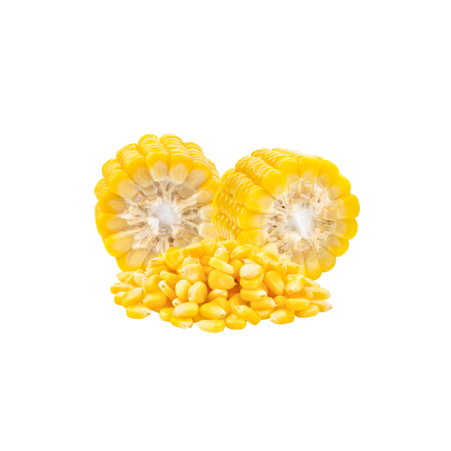 Fresh sweet corn isolated